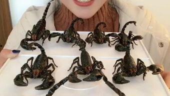 美女主播生吃活蝎子,美女主播现场生吃活蝎子，惊险刺激引网友热议