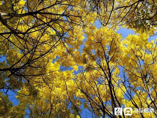 秋意正浓图片,金秋画卷尽收眼底